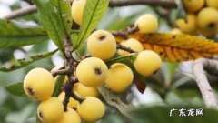 枇杷树怎么嫁接,枇杷树怎么嫁接