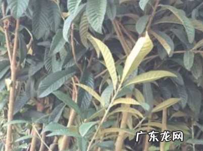 枇杷树怎么嫁接,枇杷树怎么嫁接