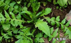 水荠菜和荠菜的区别,荠菜为什么有的是紫色花