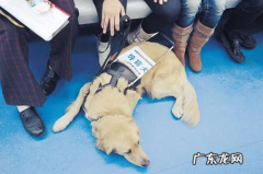 地铁可以带宠物,坐地铁可以带宠物猫