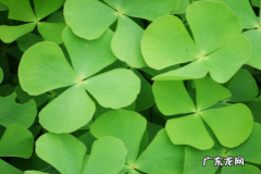 四叶草花语和祝福,四叶草的花语是什么意思