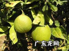 柚子坏了一点能吃,柚子皮坏掉了 里面还能吃