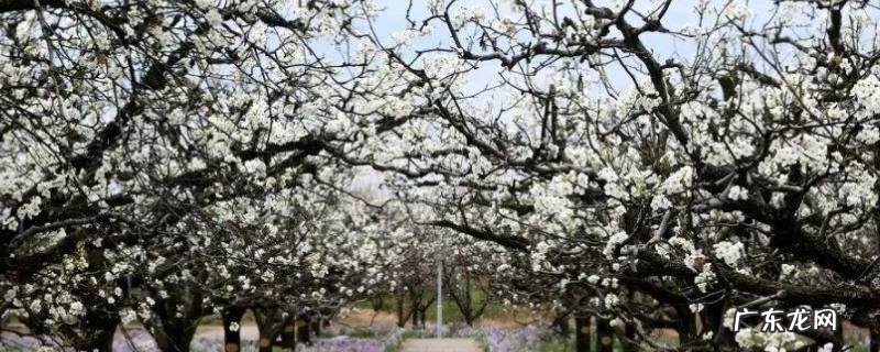 砀山周边景点 砀山县景点