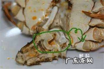 螃蟹的腮能吃,螃蟹的哪些部位不能吃图解