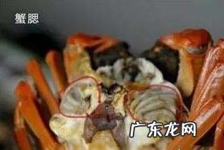 螃蟹的腮能吃,螃蟹的哪些部位不能吃图解