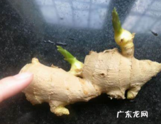 生姜发芽还能吃,生姜长芽子了还能种