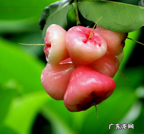 蛇皮果能带上飞机,蛇皮果能带上飞机