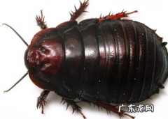 家里有土鳖虫怎么去除,家里多有虫子挺大的怎么办