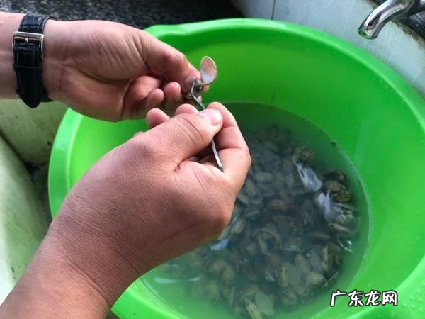 怎样给花甲去屎,花甲的黑屎怎么弄掉