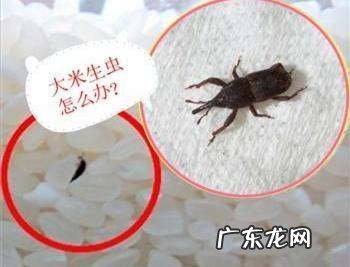 长虫的米可以吃,大米长虫子了怎么办