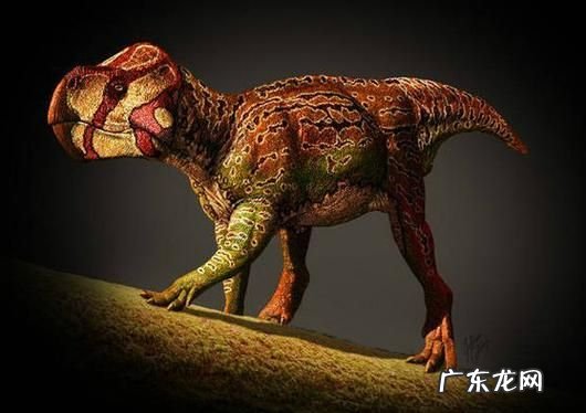 原角龙有角,十种角龙类恐龙大全