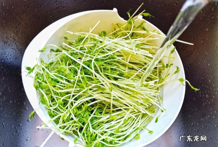 豆苗怎么保存不老,豆苗怎么储存时间长