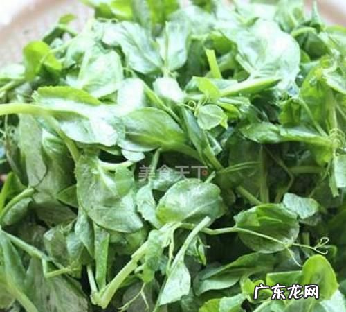 豆苗怎么保存不老,豆苗怎么储存时间长