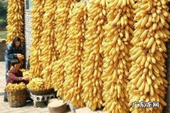 玉米生虫子怎么处理,玉米长虫子了还能吃