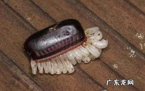 蟑螂的卵怎么清除,蟑螂卵怎么彻底消灭