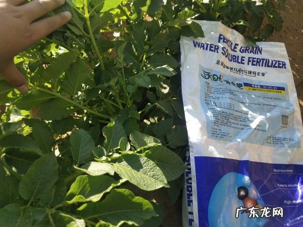 如何避免土豆发芽,如何防止土豆发芽