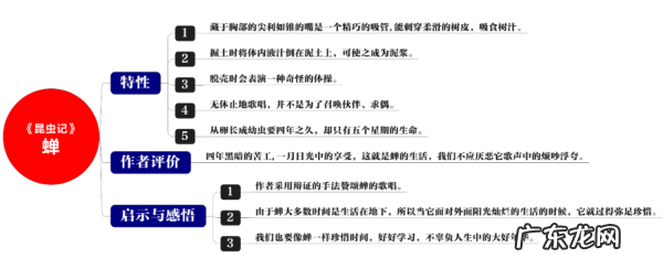 蝉的介绍卡片,昆虫记中蝉的介绍300字