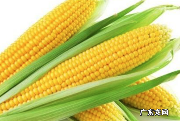 新鲜玉米可以放几天,新鲜玉米常温下可以放多久夏天