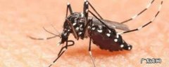 蚊子饿死需要几天 蚊子饿死要多久