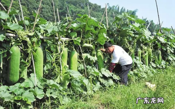 种冬瓜喜欢什么肥,冬瓜挂果施什么肥好