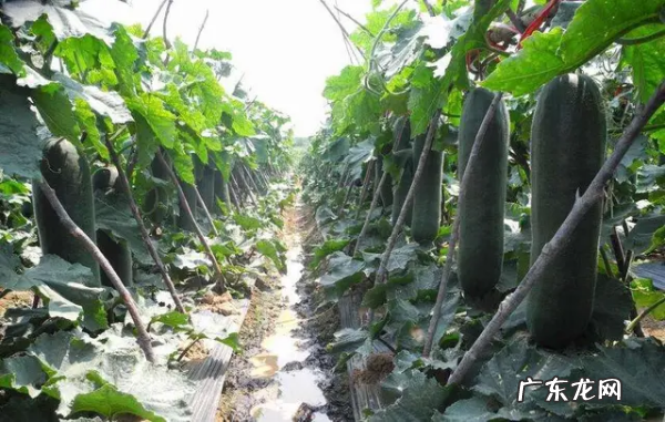 种冬瓜喜欢什么肥,冬瓜挂果施什么肥好