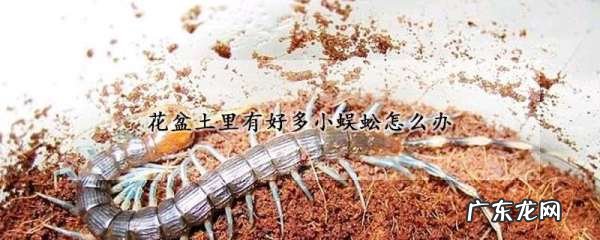 如何杀死花盆里的蜈蚣,杀死花盆里小蜈蚣用什么药物