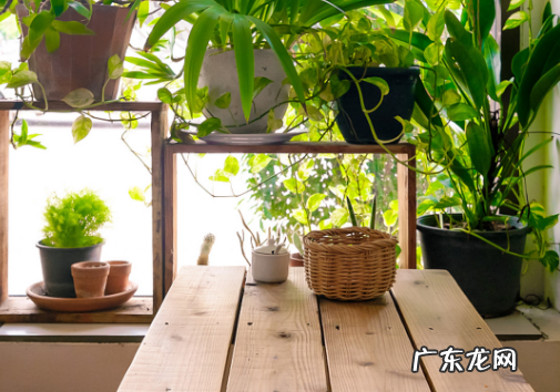 如何杀死花盆里的蜈蚣,杀死花盆里小蜈蚣用什么药物