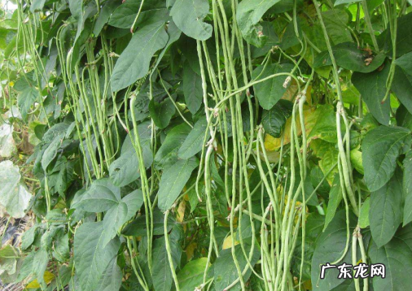 刀豆可以生吃,豆角半生不熟能吃
