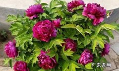 牡丹花喂什么肥开花更鲜艳,牡丹花需要上什么肥料