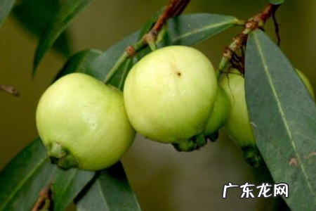 蒲桃的营养价值,水蒲桃的营养价值