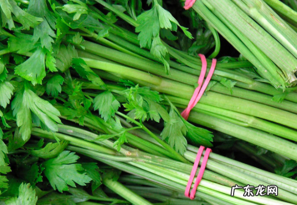 哪些蔬菜适合做泡菜,泡菜可以泡哪些菜