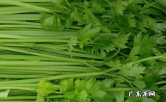 什么是水芹菜,水芹和芹菜有什么区别