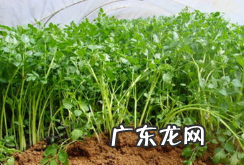什么是水芹菜,水芹和芹菜有什么区别
