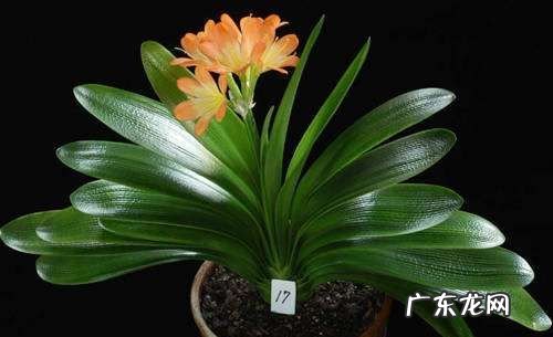 君子兰的花剑是什么,君子兰花剑什么时候剪掉