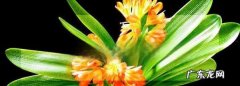 君子兰的花剑是什么,君子兰花剑什么时候剪掉