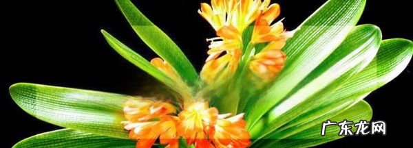 君子兰的花剑是什么,君子兰花剑什么时候剪掉