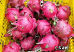 蜜宝是火龙果,蜜宝和红心火龙果是一样的