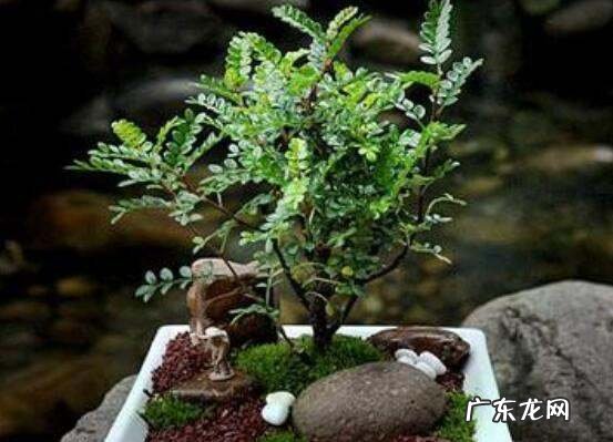 清香木怎么扦插,清香木怎么繁殖和扦插