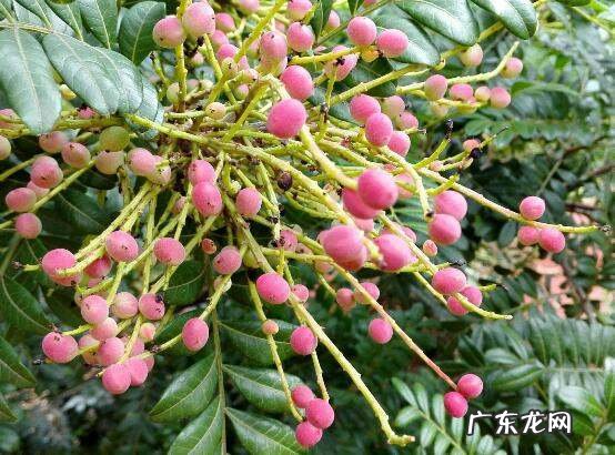 清香木怎么扦插,清香木怎么繁殖和扦插