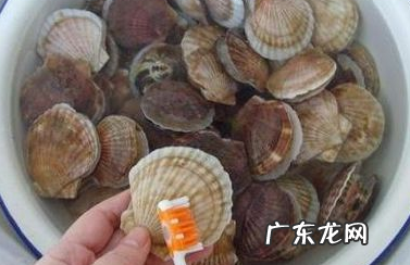冷冻扇贝肉怎么处理,超市卖的冷冻扇贝如何处理干净