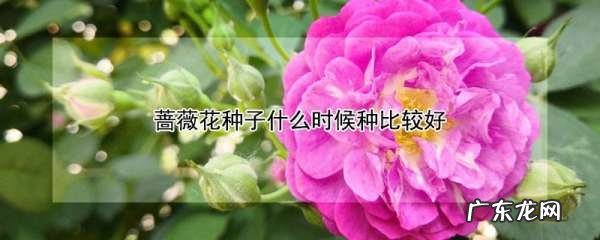 蔷薇种子在什么季节种,蔷薇种子的种植方法和时间