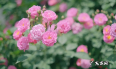 蔷薇种子在什么季节种,蔷薇种子的种植方法和时间