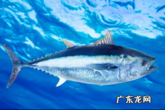 深海鱼可以生吃,金枪鱼可以生吃