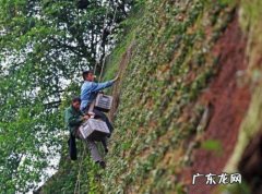 铁皮石斛的作用与功效,铁皮石斛的功效与作用斛字怎么读
