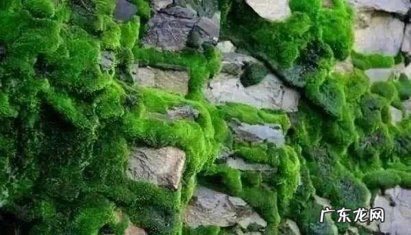 青苔可以吃,水里的青苔可以吃