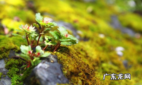 青苔可以吃,水里的青苔可以吃