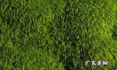 青苔可以吃,水里的青苔可以吃