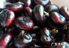 荸荠煮多长时间熟,煮荸荠的过程中大概需要煮多长时间