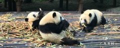 大熊猫是怎样吃竹子的 大熊猫如何吃竹子