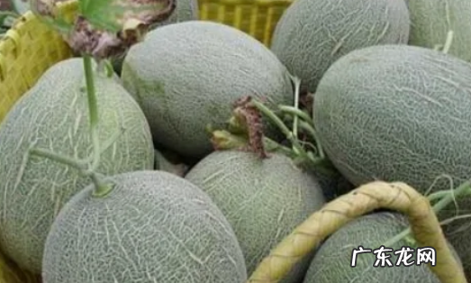 怎么挑选哈密瓜,哈密瓜怎么挑